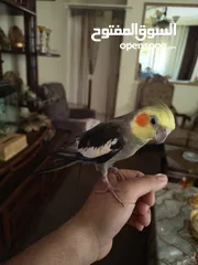  4 ذكر كوكتيل اليف متكلم بالصلاة على النبي اقرا الوصف ............................................