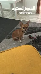  2 تشواوا ذكر Chihuahua male 10 months