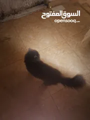  1 قط شيرازي للبيع العمر 8 اشهر