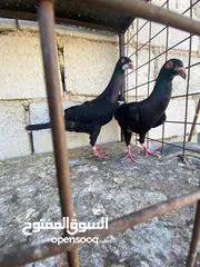  4 جواز ملحيات نخب النخب كلو مكفول وشغال  بالصلاه على النبي وجوز سلافر وفرخ مسود سلافر مقلوب