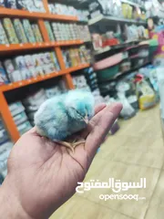  3 صوص ملون من إنتاج مزارع:  من قلب الطبيعة...