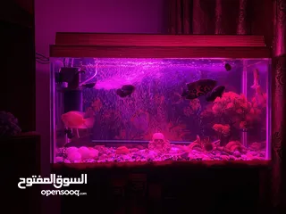  14 حوض سمك اوسكر كامل اغراضو للبيع