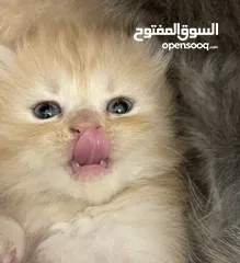  1 قطط  بصحه و عافيه