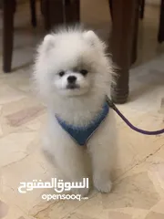  3 كلب للبيع في عمان الجاردنز