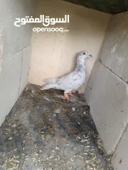  12 حمام للبيع