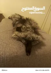  5 فروه silver fox