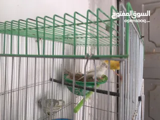  2 جوز كنار للبيع