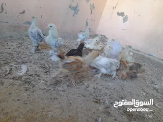  5 صيصان براهما مستويات عالية