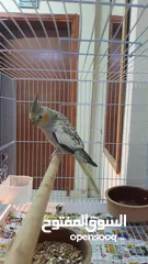  10 Cockatiel pair for SAR 350