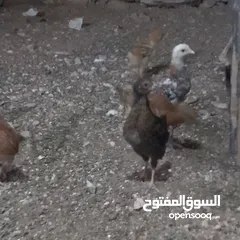  1 صوص عمر شهر بزره طيبه وفي منها لوهمن