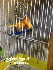  8 جوز كنار للبيع