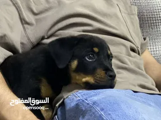  4 ذكر روت وايلر