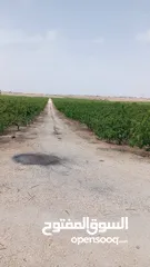  7 فرصه لااااااااتعوض في البستانه اراضي مميزة من مالكها /المفرق البادية الشمالية