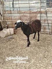  1 للبيع جاعده عشار تابع الوصف