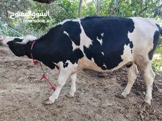  5 بكيره عشار 7 شهور مبلشه بالثامن 5 ايام