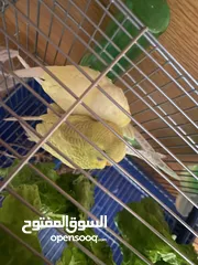 1 ثلاث عصافير حب للبيع