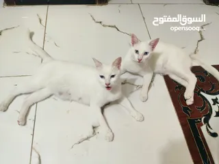  3 قطط للتبني