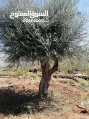  11 اشجار زيتون ونخيل عربي واشنطني