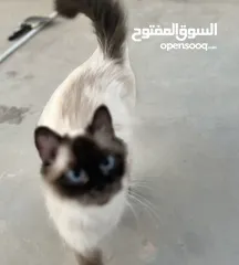  2 قطه هملايا حلوه وأليفه