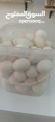  2 بيض بلدي السلط