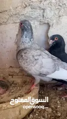  2 جوز مسويد بيروتيات قد كف اليد  تحتيهم بيض وفراخ للبيع بدوان فراخ قالب بدل على فراخل مكريش