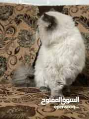  2 قطة هيمالايا