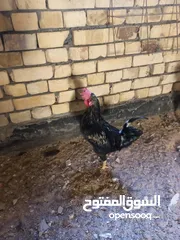  3 دجاج للبيع