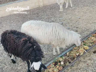  3 كبش نجدي مد وشور فل سمنه بغيته فحل بغيته للذبح 150 ريال