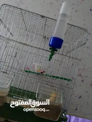  5 كنار للبيع شغالات تحتهم بيض وفي فراح الله يبارك لاصاحب نصيب سعر حرق تواصل
