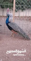  8 جوز طاووس هندي