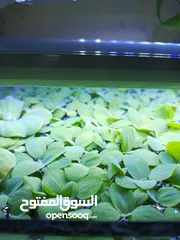  12 سمك ، نبات طافي طبيعي لأحواض السمك (مفيد للـ سمك) من نوع Dwarf water lettuce