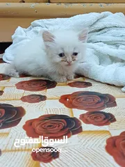 10 قطط شيرازي صغار غير ملقحات