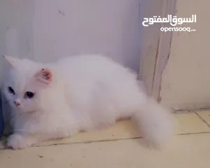  2 Persian kitten 5 months old