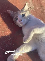  2 قطط للتبني