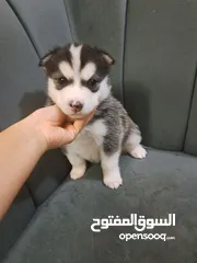  1 Husky puppies 2 months old