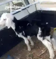  6 ثني معز كفالة