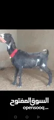  4 بسم الله الرحمن الرحيم معز مقنوي مكفول ظحيه او مقنوي سن حبات وقطعه وشكل مشاء الله
