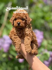  7 toy poodle T_cup now in Jordan  توي بودل تيكب بجميع الأوراق والثبوتيات والجواز والمايكرتشيب