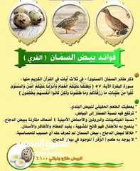 12 يتوفر بيض السمان ولحم طائر السمان طازج وجديد سعر 2500 للطبقه سعر جمله يختلف