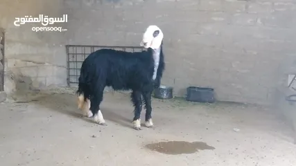  2 خروف نجدي كويتي