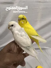  1 Friendly Parrot couple زوج