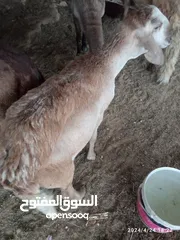  6 خروف سوداني للبيع مش مبدل