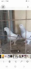  3 حمام قلاب عراقي
