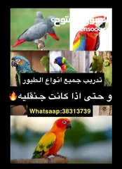  1 تدريب جميع أنواع الطيور