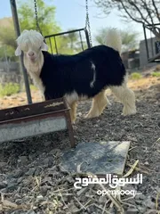  1 صخل رحبي فحل