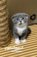  1 Scottish fold