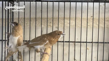  4 طيور انتاجي بنجاليز الوان صوافي