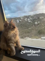  5 ثلاث قطط شيرازي للبيع  مفرد او الجميع