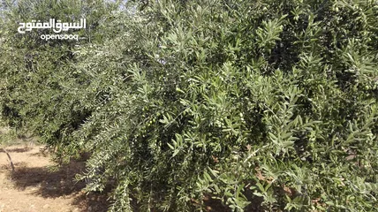  28 مزرعة مع بيت لقطة للبيع