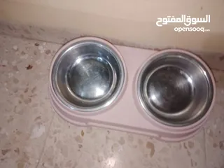  9 قطتين أنثى و ذكر